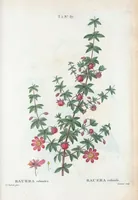 Picture 298 of 500 from Nouveau Duhamel (1801), leaf 299