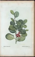 Picture 3 of 500 from Nouveau Duhamel (1801), leaf 3