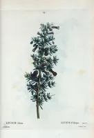 Picture 30 of 500 from Nouveau Duhamel (1801), leaf 30