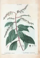 Picture 299 of 500 from Nouveau Duhamel (1801), leaf 300