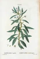 An illustration from Nouveau Duhamel (1801)