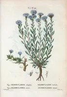 An illustration from Nouveau Duhamel (1801)