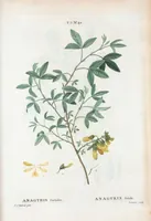 An illustration from Nouveau Duhamel (1801)