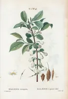 An illustration from Nouveau Duhamel (1801)