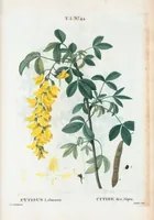 Picture 305 of 500 from Nouveau Duhamel (1801), leaf 306