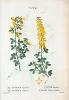 An illustration from Nouveau Duhamel (1801)