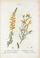 An illustration from Nouveau Duhamel (1801)