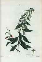 An illustration from Nouveau Duhamel (1801)