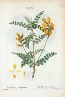 An illustration from Nouveau Duhamel (1801)