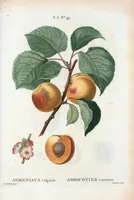 Picture 310 of 500 from Nouveau Duhamel (1801), leaf 311