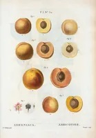 Picture 311 of 500 from Nouveau Duhamel (1801), leaf 312