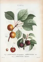 An illustration from Nouveau Duhamel (1801)