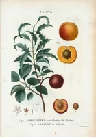 Picture 313 of 500 from Nouveau Duhamel (1801), leaf 314