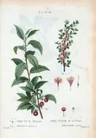 An illustration from Nouveau Duhamel (1801)