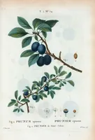 Picture 315 of 500 from Nouveau Duhamel (1801), leaf 316