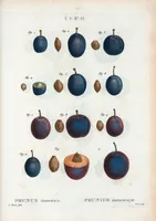 Picture 316 of 500 from Nouveau Duhamel (1801), leaf 317