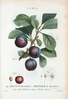 Picture 318 of 500 from Nouveau Duhamel (1801), leaf 319