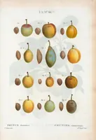 Picture 321 of 500 from Nouveau Duhamel (1801), leaf 322