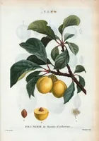 Picture 322 of 500 from Nouveau Duhamel (1801), leaf 323