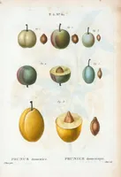 An illustration from Nouveau Duhamel (1801)