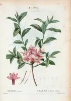 Picture 325 of 500 from Nouveau Duhamel (1801), leaf 326
