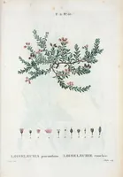 Picture 326 of 500 from Nouveau Duhamel (1801), leaf 327