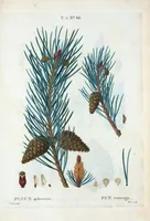 An illustration from Nouveau Duhamel (1801)