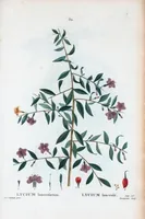 An illustration from Nouveau Duhamel (1801)
