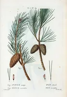 Picture 330 of 500 from Nouveau Duhamel (1801), leaf 331
