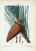 An illustration from Nouveau Duhamel (1801)
