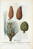 An illustration from Nouveau Duhamel (1801)