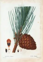 An illustration from Nouveau Duhamel (1801)