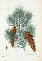 An illustration from Nouveau Duhamel (1801)