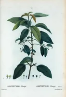 Picture 34 of 500 from Nouveau Duhamel (1801), leaf 34