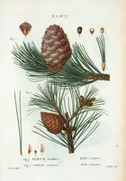 Picture 339 of 500 from Nouveau Duhamel (1801), leaf 340
