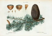 Picture 340 of 500 from Nouveau Duhamel (1801), leaf 341
