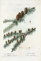 An illustration from Nouveau Duhamel (1801)