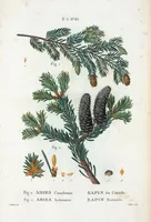 An illustration from Nouveau Duhamel (1801)