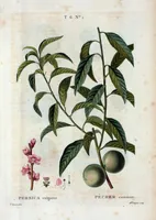Picture 348 of 500 from Nouveau Duhamel (1801), leaf 349