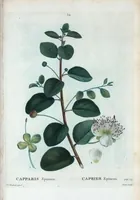 An illustration from Nouveau Duhamel (1801)