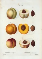An illustration from Nouveau Duhamel (1801)
