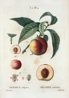 Picture 351 of 500 from Nouveau Duhamel (1801), leaf 352