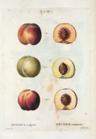 Picture 352 of 500 from Nouveau Duhamel (1801), leaf 353