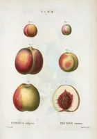 Picture 355 of 500 from Nouveau Duhamel (1801), leaf 356