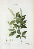 An illustration from Nouveau Duhamel (1801)