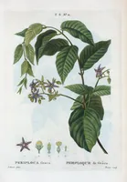 Picture 358 of 500 from Nouveau Duhamel (1801), leaf 359