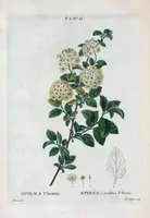 Picture 360 of 500 from Nouveau Duhamel (1801), leaf 361