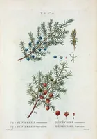 An illustration from Nouveau Duhamel (1801)