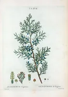 Picture 362 of 500 from Nouveau Duhamel (1801), leaf 364