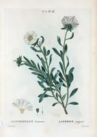 An illustration from Nouveau Duhamel (1801)